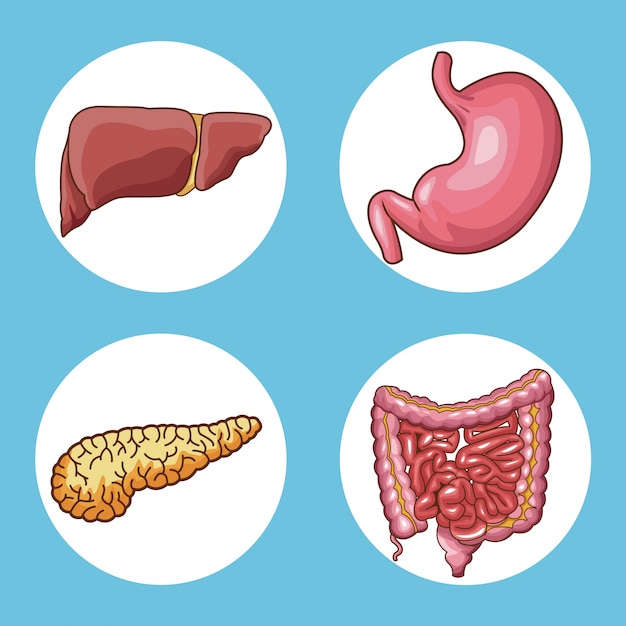 Układu Pokarmowego Narządów Okrągłe Ikony