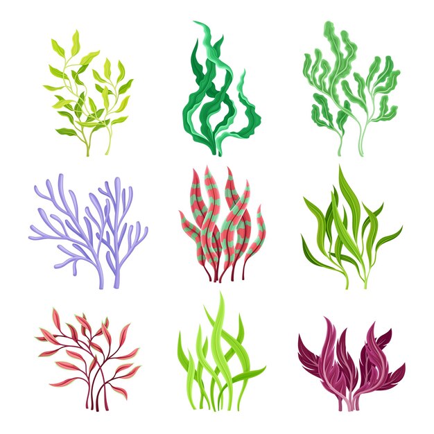 Plik wektorowy underwater seaweeds or algae growing on the ocean bottom vector set