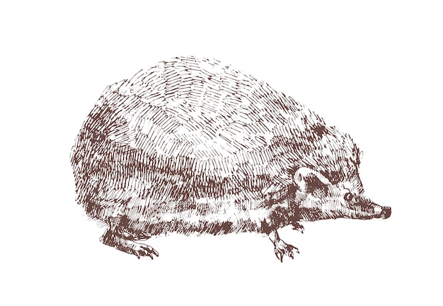 Urocza jeż ręcznie rysowane z konturami na białym tle. Zarys rysunek wszystkożernego zwierzęcia nocnego. Dzikie gatunki lasu. Ilustracja wektorowa monochromatyczne w stylu antycznym drzeworyt.