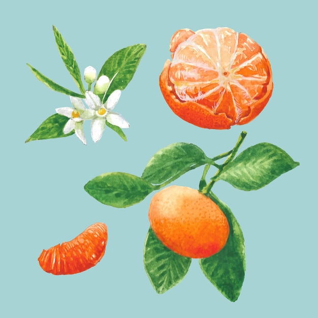 Ustaw Piękną Akwarelową Ilustrację Pomarańczowego Owocu Z Ozdobnymi Gałązkami Pąk I Zielonymi Liśćmi