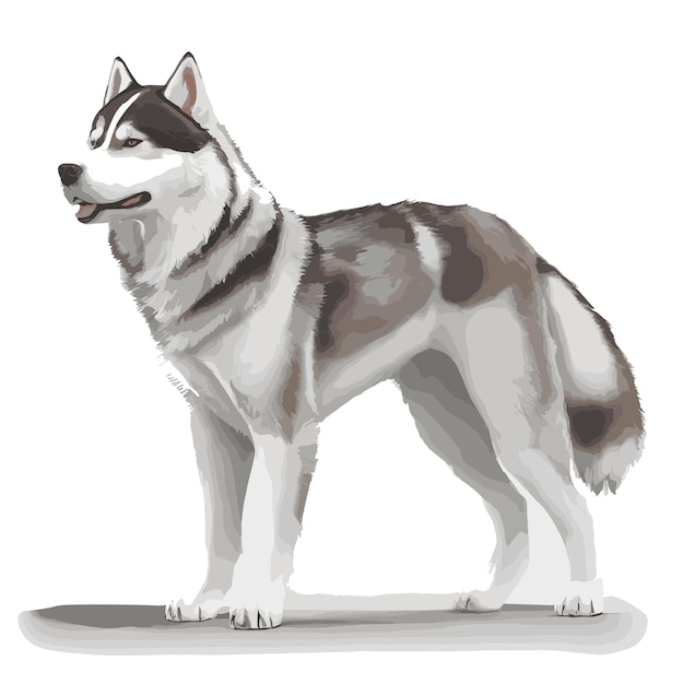 Uwielbiany szczeniak Husky Rysunek wektorowy Ilustracja wysokiej jakości do darmowego edycji