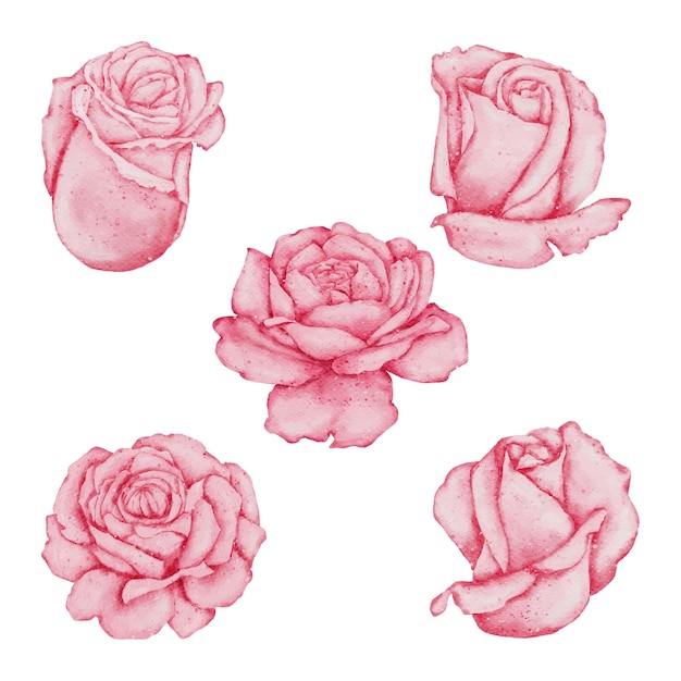 Valentine akwarela element kolekcji róży