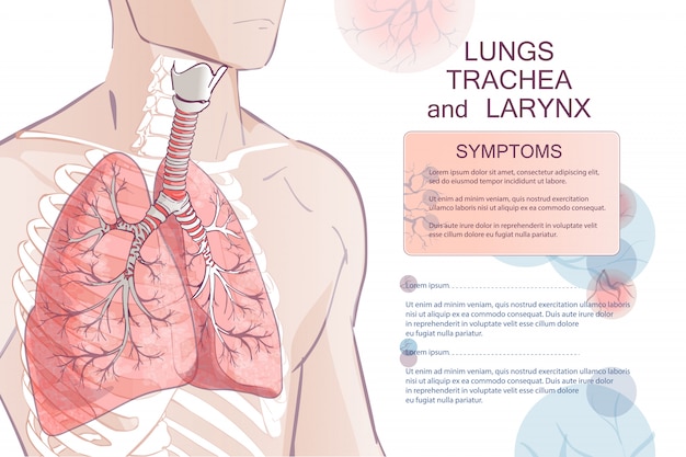 Vector Human Respiratory System