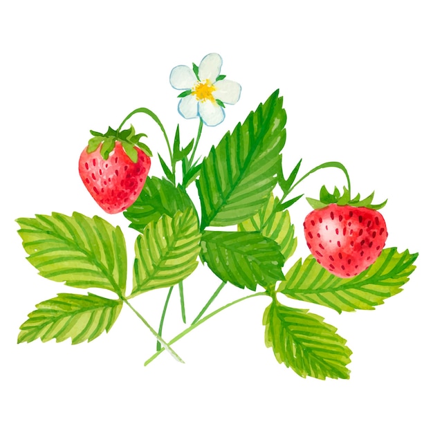 Plik wektorowy vector watercolor strawberry with white background