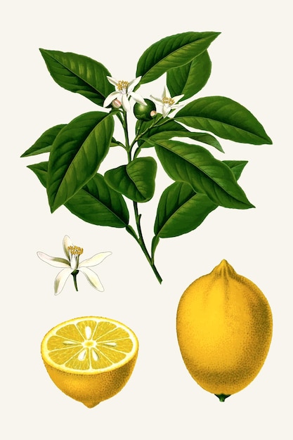 Plik wektorowy vintage ilustracja cytryny z encyklopedii botanicznej