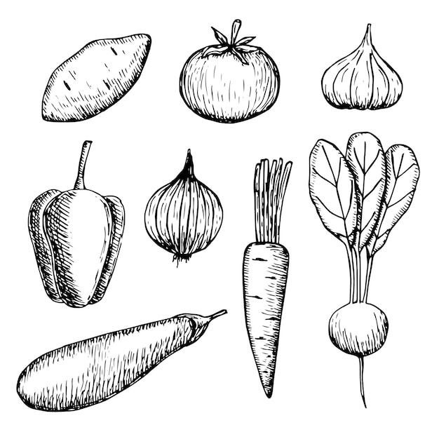 Warzywa zestaw ilustracji wektorowych ręcznie rysunek szkic