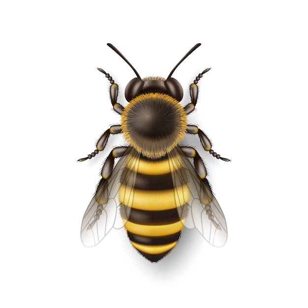 Wektor 3d Realistyczna szczegółowa ikona pszczoły miodnej z bliska izolowana na białym tle Szablon projektu Queen Honeybee Ilustracja wektorowa pszczół w makro widoku górnym