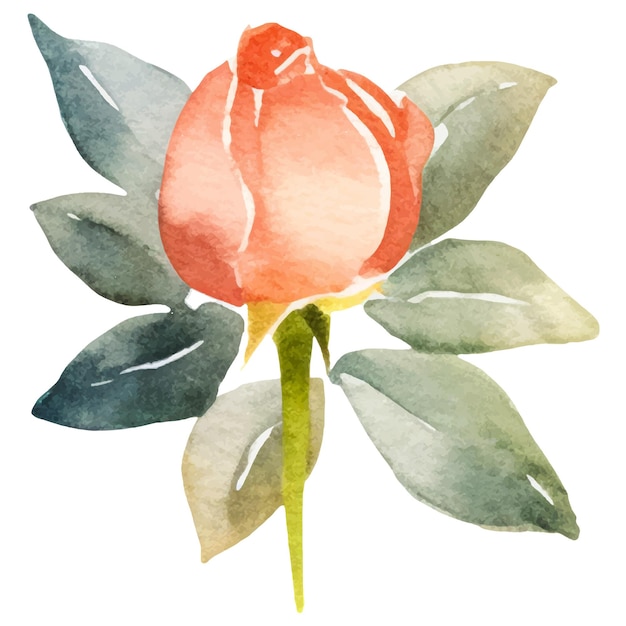 Wektor Akwarela Malowany Kwiat Róży Ręcznie Rysowany Element Projektu Izolowany Na Białym Tle