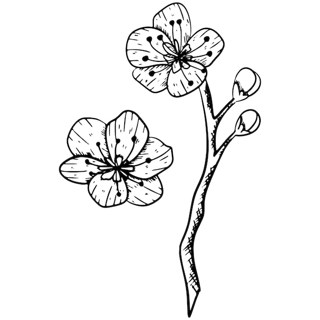 Plik wektorowy wektor atramentu izolowany zarys kwiat sakury piękny kwiat wiosenny