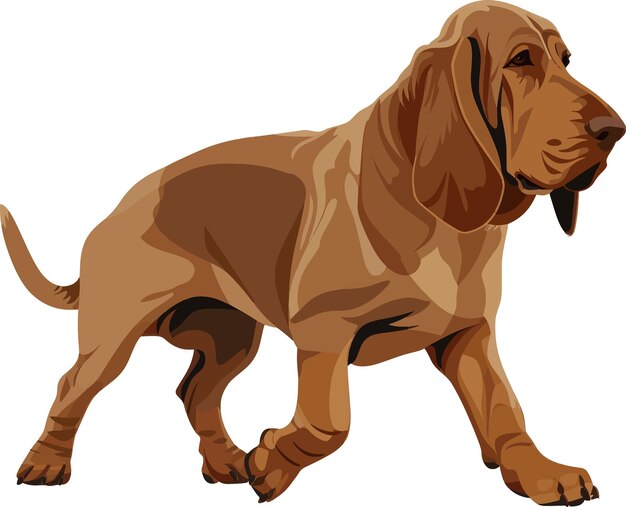 Plik wektorowy wektor bloodhound dog walkin