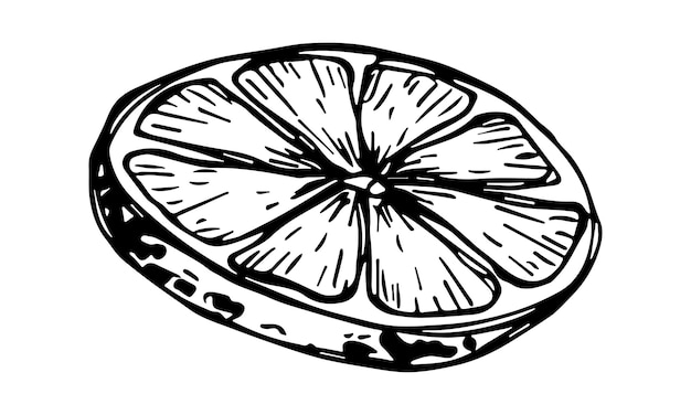 Wektor cytryny clipart Ręcznie rysowane ikony cytrusowe Ilustracja owoców Do druku projektowanie stron internetowych wystrój