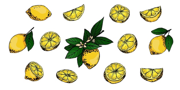 Wektor Cytryny Clipart Ręcznie Rysowane Zestaw Cytrusów Ilustracja Owoców Do Druku Projektowanie Stron Internetowych Wystrój