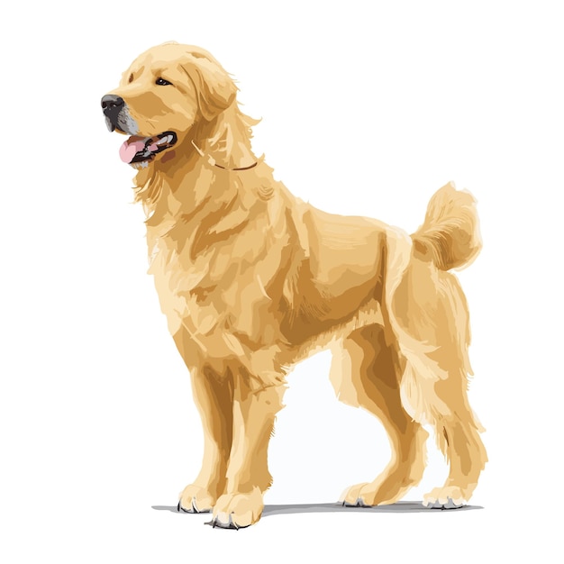 Plik wektorowy wektor golden retriever pies zwierzę clipart edytowalne białe tło