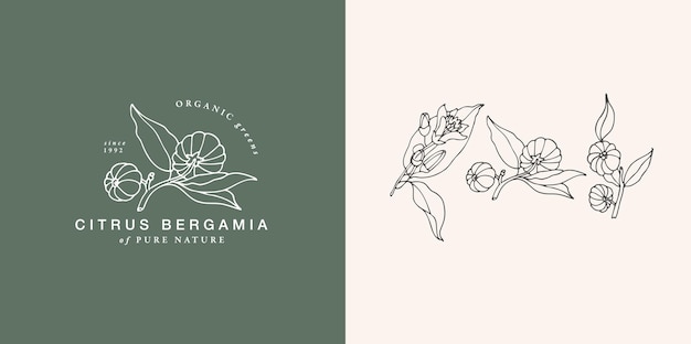 Wektor Ilustracja Gałąź Cytrusowa Bergamia Styl Vintage Grawerowane Kompozycja Logo W Stylu Retro Botanicznym