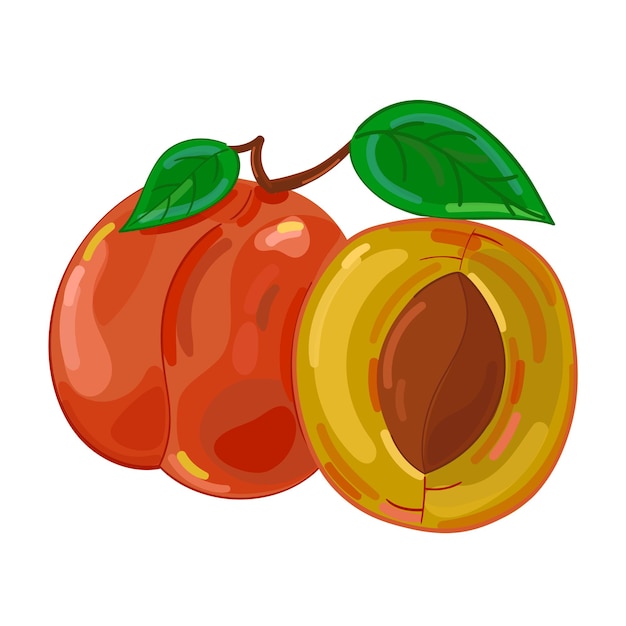 Wektor ilustracja owoców moreli ręcznie rysować styl. Malarstwo wektorowe.