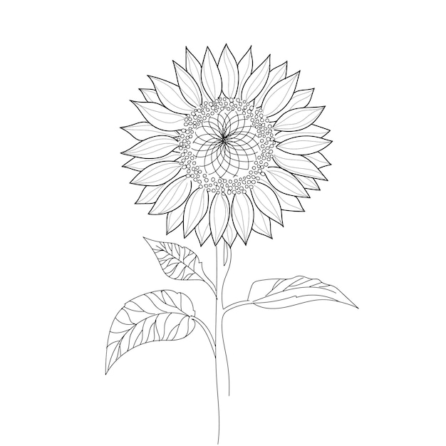 Plik wektorowy wektor ilustracja roślina słonecznik ręcznie kontur linii