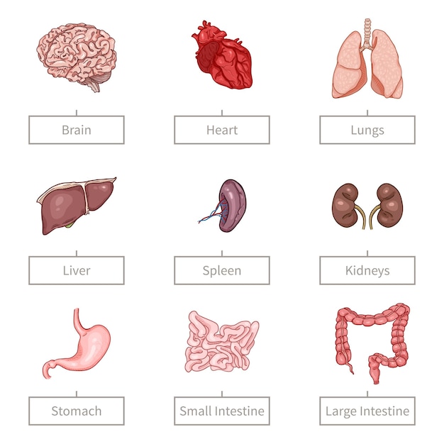 Plik wektorowy wektor kreskówka kolor zestaw anatomicznych narządów ludzkich