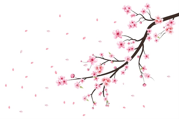 Wektor kwitnący kwiat wiśni. Różowy kwiat sakura tło. Wektor akwarela kwiat wiśni. Gałąź kwiat wiśni z kwiatem sakura. Sakura na białym tle. Akwarela pączek wiśni.