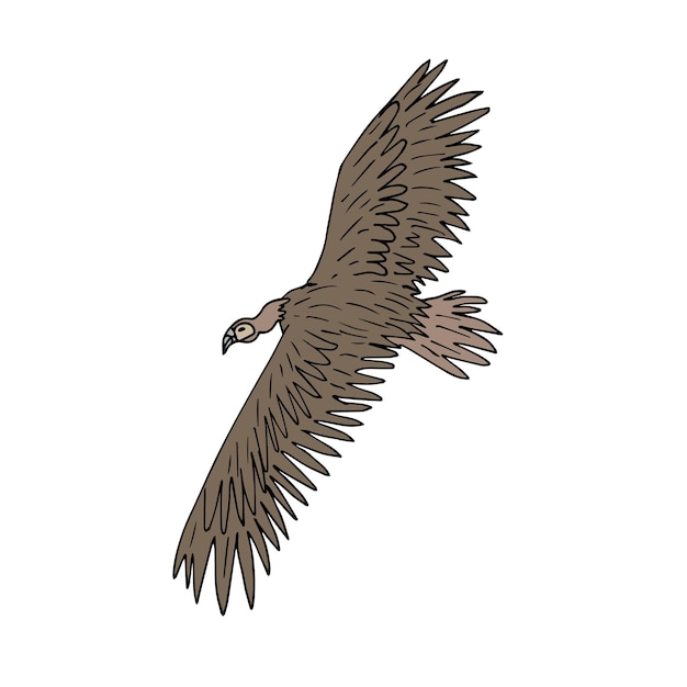 Plik wektorowy wektor latający griffon sęp ptak