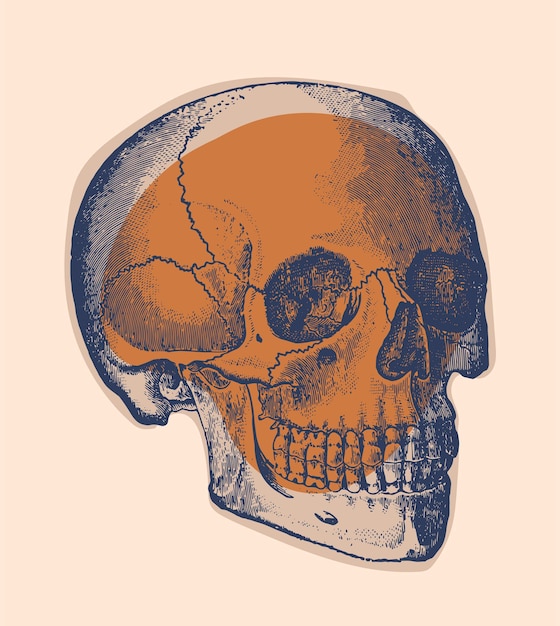 Plik wektorowy wektor ludzkiej czaszki, grawerowanie opublikowane w 1913 roku.