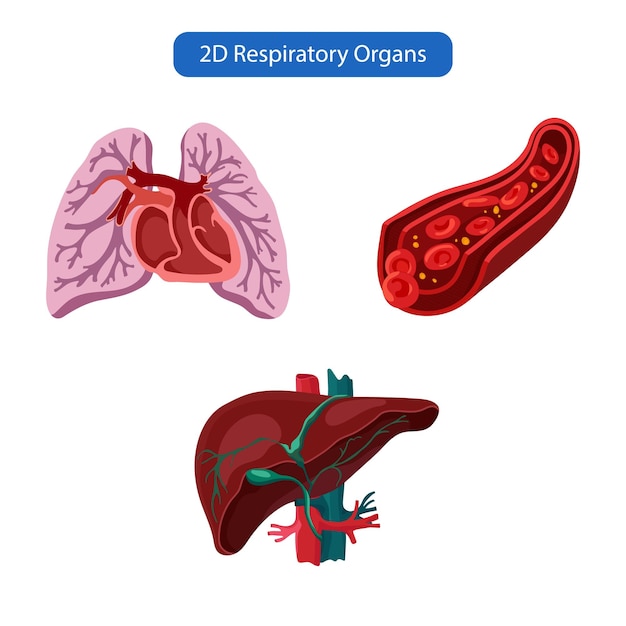 Wektor Narządów Ciała 2d