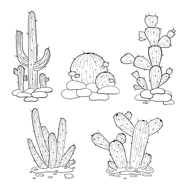 Plik wektorowy wektor ręcznie rysowane kaktus na białym konspektu ilustracja meksykański kaktus pustynia kolczasta roślina meksyk kaktusy kwiat i tropikalne rośliny domowe