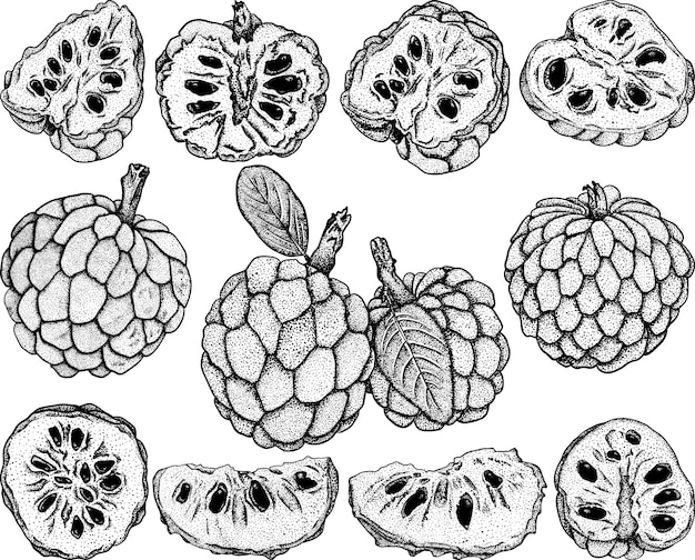 Wektor Ręcznie Rysowane Zestaw Ilustracji Cherimoya Sugar Apple Delicious Tropical