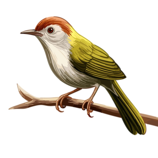 Wektor Tailorbird Na Białym Tle