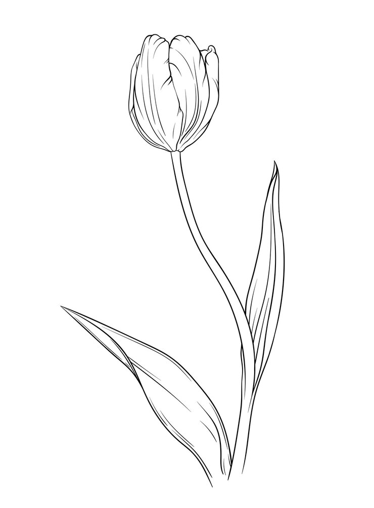 Wektor wektor tulip kwiatowy kwiat botaniczny czarno-biały grawerowany atrament