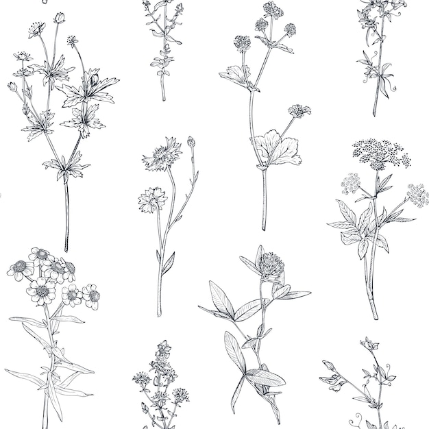 Plik wektorowy wektor wzór z ręcznie rysowane zioła i kwiaty