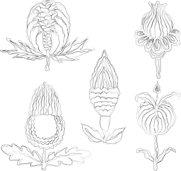 Wektor Zarys Doodle Rysunki Różnych Dekoracyjnych Owoców Fantasy