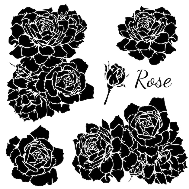 Wektor Zestaw Monochromatycznych Kwiatów Róży. Czarno-biała Róża Wektor Ilustracja