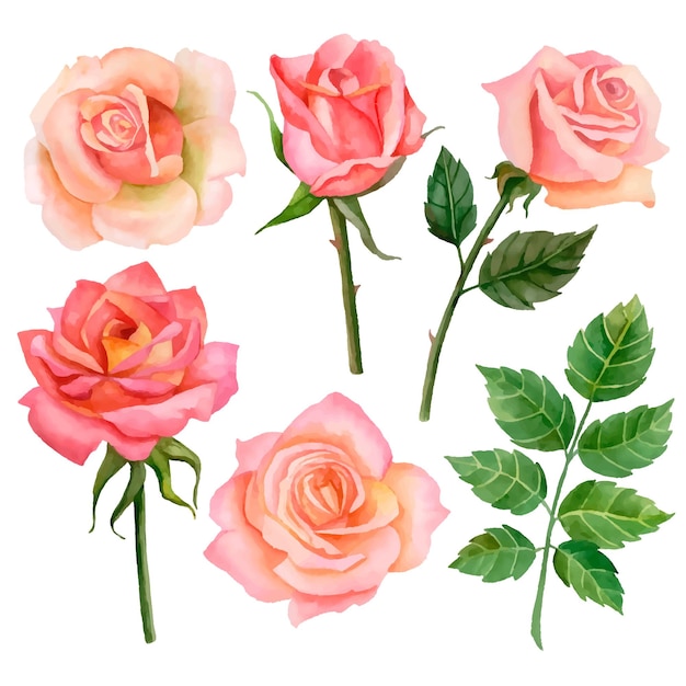 Wektor zestaw róż i liści ilustracja kwiatowy na białym tle