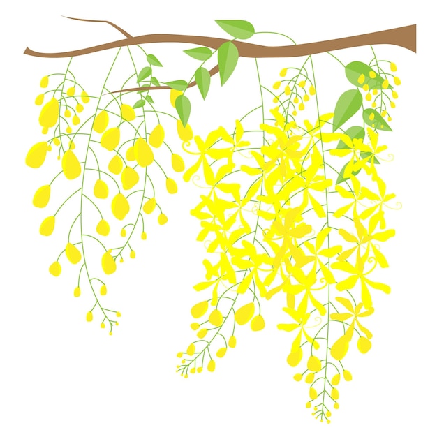Wektor Złoty Deszcz Drzewo Piękny żółty Kwiat