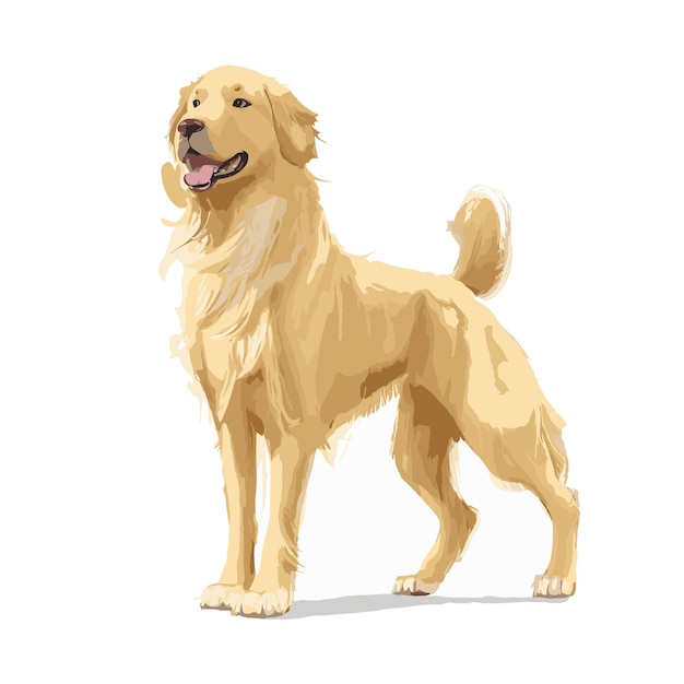 Wektor Złoty Retriever Pies Zwierzę Clipart Edytowalne Białe Tło