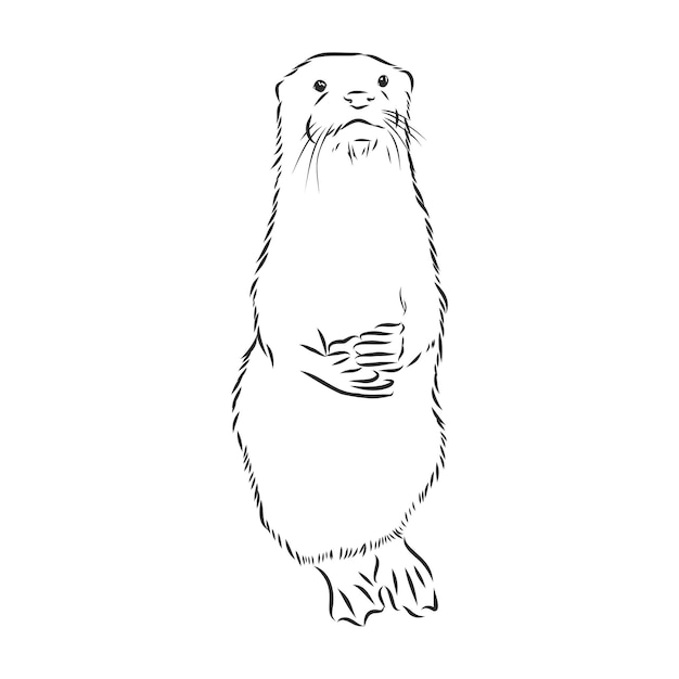 Wektor zwierzę rzeczna wydra, wydra, wydra morska, szkic ilustracji wektorowych