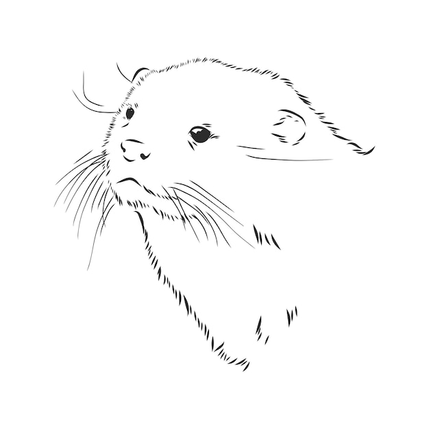 Wektor zwierzę rzeczna wydra, wydra, wydra morska, szkic ilustracji wektorowych