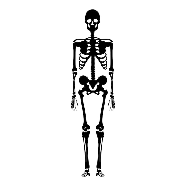 Plik wektorowy wektorowa anatomiczna ilustracja ludzkiego szkieletu