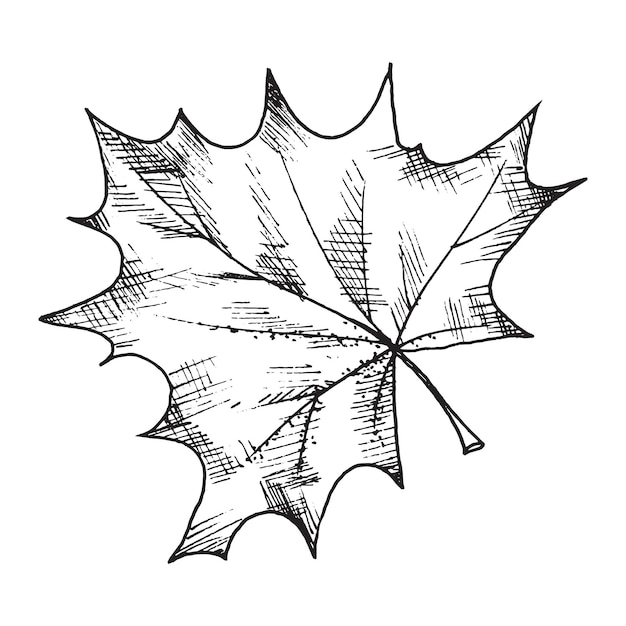 Plik wektorowy wektorowa czarno-biała ilustracja graficzna wyciągnąć rękę liść klonu