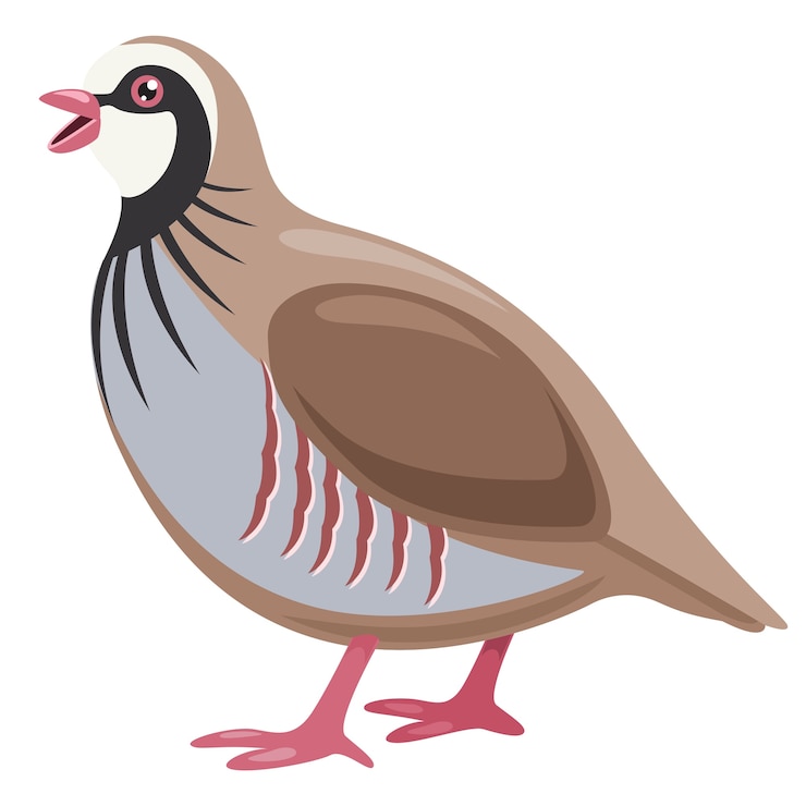 Wektor wektorowa ilustracja kreskówki kuropatwa