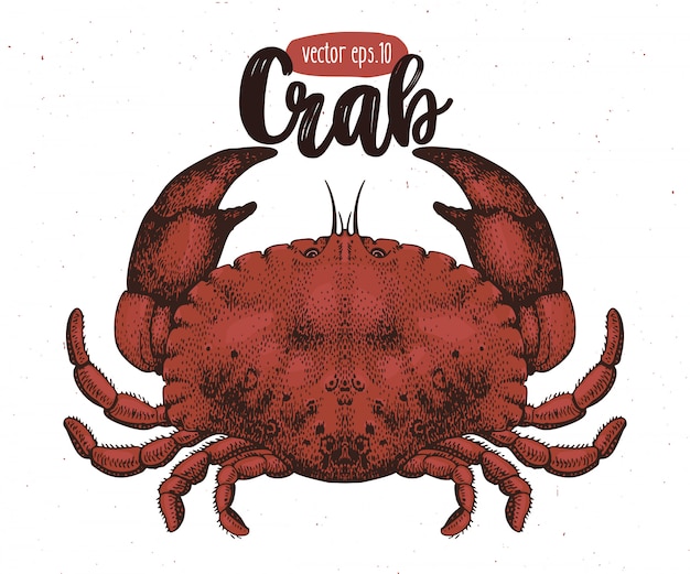 Wektorowa Ilustracja Owoce Morza. Crab Vintage Lillustration. Omar Szkic Rysunek Odręczny.