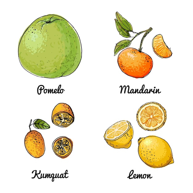 Wektorowe Ikony żywności Owoców Kolorowy Szkic Produktów Spożywczych Citrus Pomelo Mandarynka Kumkwat żółty