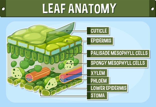 Plik wektorowy wewnętrzna struktura diagramu liścia