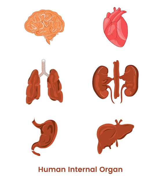 Plik wektorowy wewnętrzne narządy ludzkie kolorowa ilustracja wektorowa