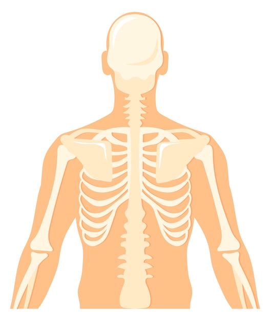 Widok Z Tyłu Szkieletu Górnej Części Ciała Struktura Kości Człowieka
