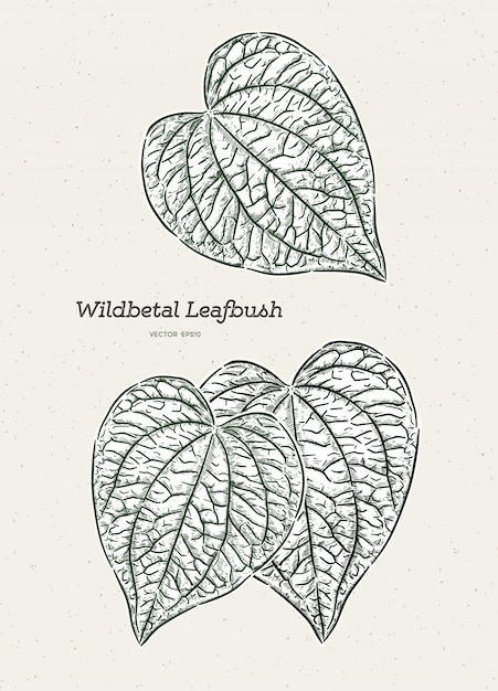 Wildbetal Leafbush