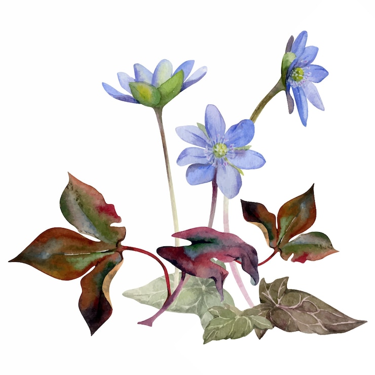 Wektor wiosenne lasy efemeryczne kwiaty niebieskie hepatica liverwort forgetmenot lniany anemon primrose brązowy bluszcz