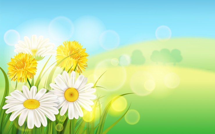 Wektor wiosna kwiatu stokrotka soczysta, chamomiles dandelions zielonej trawy żółci tło