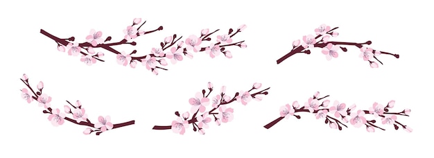 Wiśniowy Kwiat Zestaw Oddziałów Z Wiśniowe Kwiaty Samodzielnie Na Białym Tle Japońska Sakura