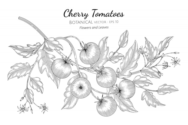 Wiśniowy pomidor ręcznie rysowane ilustracja botaniczna z grafiką na białym tle